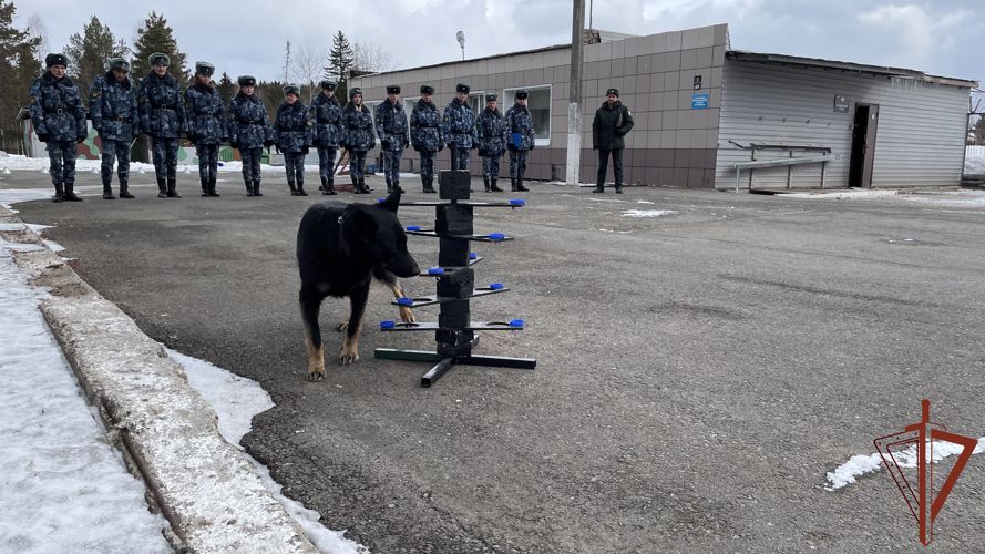 В Пермском военном институте ВНГ РФ на факультете (кинологическом), в рамках кинологического кластера, прошли занятия по тактике применения служебных собак, совместно с курсантами-кинологами Пермского института ФСИН России