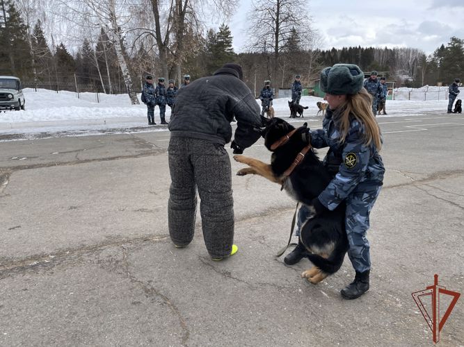В Пермском военном институте ВНГ РФ на факультете (кинологическом), в рамках кинологического кластера, прошли занятия по тактике применения служебных собак, совместно с курсантами-кинологами Пермского института ФСИН России