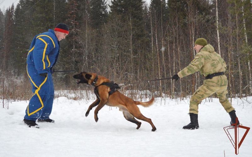 В Пермском военном институте проведен круглый стол по вопросам использования защитного снаряжения в дрессировке служебных собак