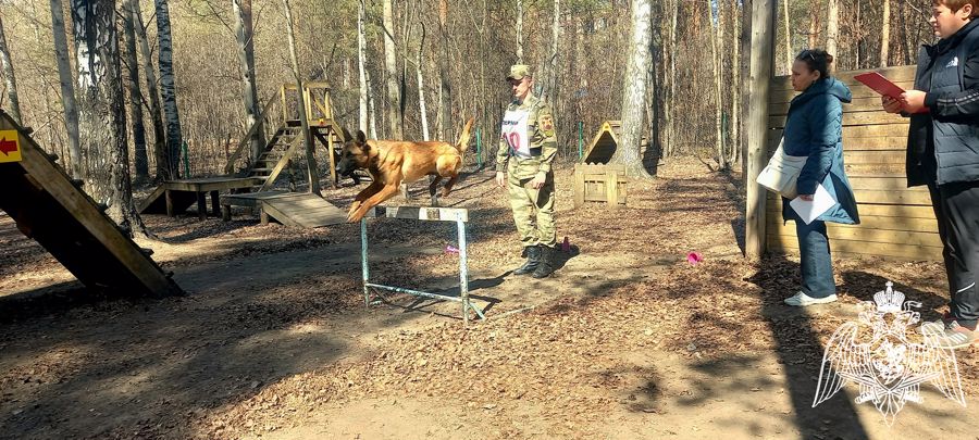 Военнослужащие факультета (кинологического) приняли участие в Чемпионате Пермского края по Национальному курсу дрессировки собак