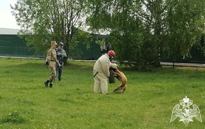 Курсанты кинологического факультета приняли участие в межвузовской олимпиаде по дрессировке служебных собак «Лучший в дрессировке»