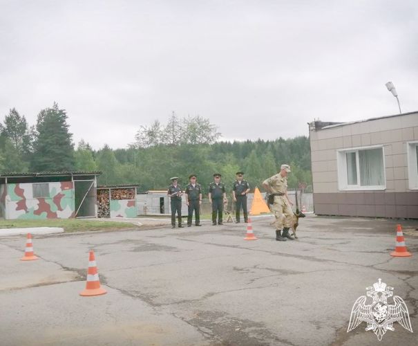 В Пермском военном институте на факультете (кинологическом) проверили и протестировали щенков с целью перевода их в ремонтную категорию
