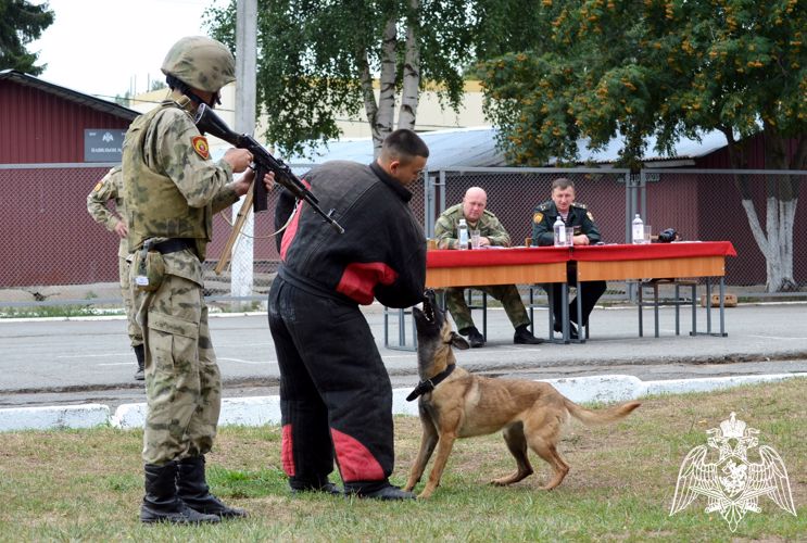 На кинологическом факультете Пермского военного института прошел экзамен по дисциплине «Дрессировка служебных собак»