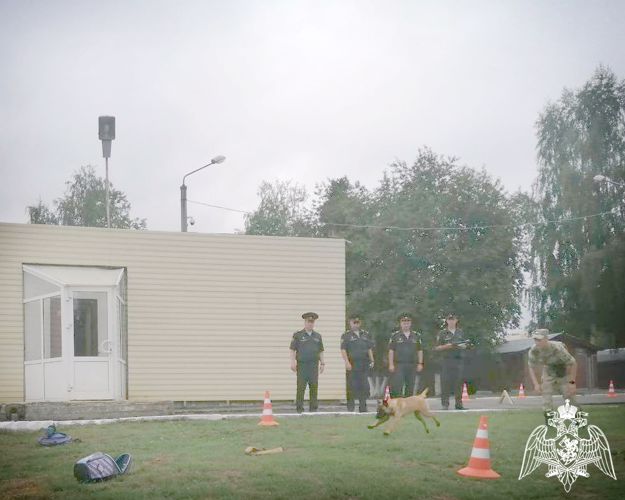 В Пермском военном институте на факультете (кинологическом) проверили и протестировали щенков с целью перевода их в ремонтную категорию