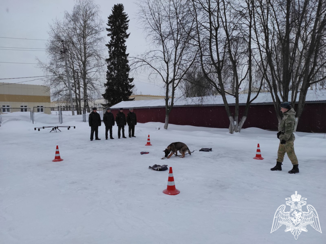 В Пермском военном институте на факультете (кинологическом) проверили и протестировали щенков с целью перевода их в ремонтное поголовье