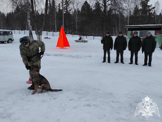 В Пермском военном институте на факультете (кинологическом) проверили и протестировали щенков с целью перевода их в ремонтное поголовье