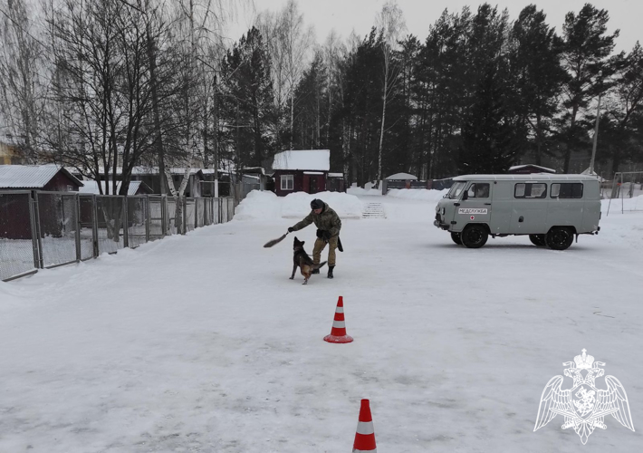 В Пермском военном институте на факультете (кинологическом) проверили и протестировали щенков с целью перевода их в ремонтное поголовье