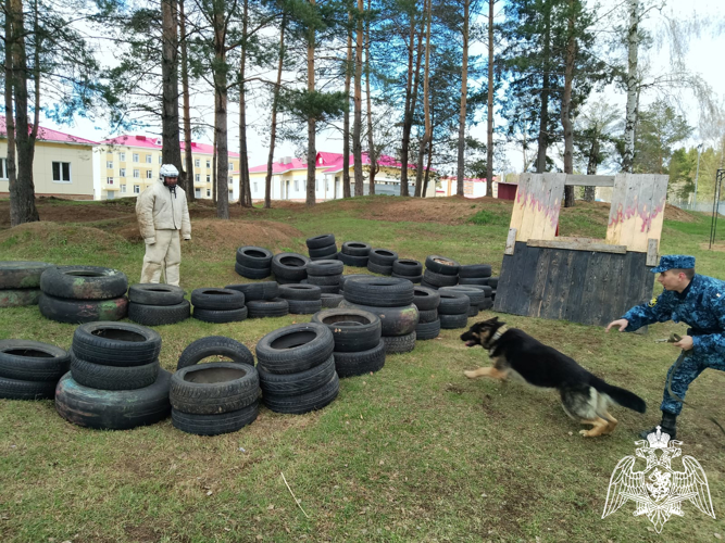 В Пермском военном институте проведены совместные занятия по дрессировке и тренировке служебных собак с курсантами Пермского института ФСИН России