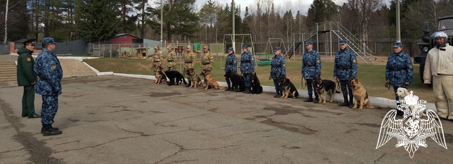 В Пермском военном институте проведены совместные занятия по дрессировке и тренировке служебных собак с курсантами Пермского института ФСИН России