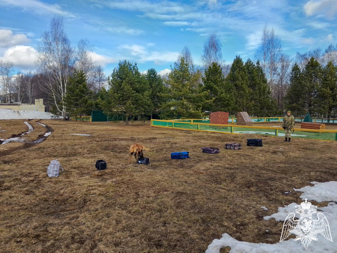 В Пермском военном институте состоялись учебно-методические сборы со специалистами-кинологами учебного комплекса факультета (кинологического) с закрепленными минно-розыскными собаками